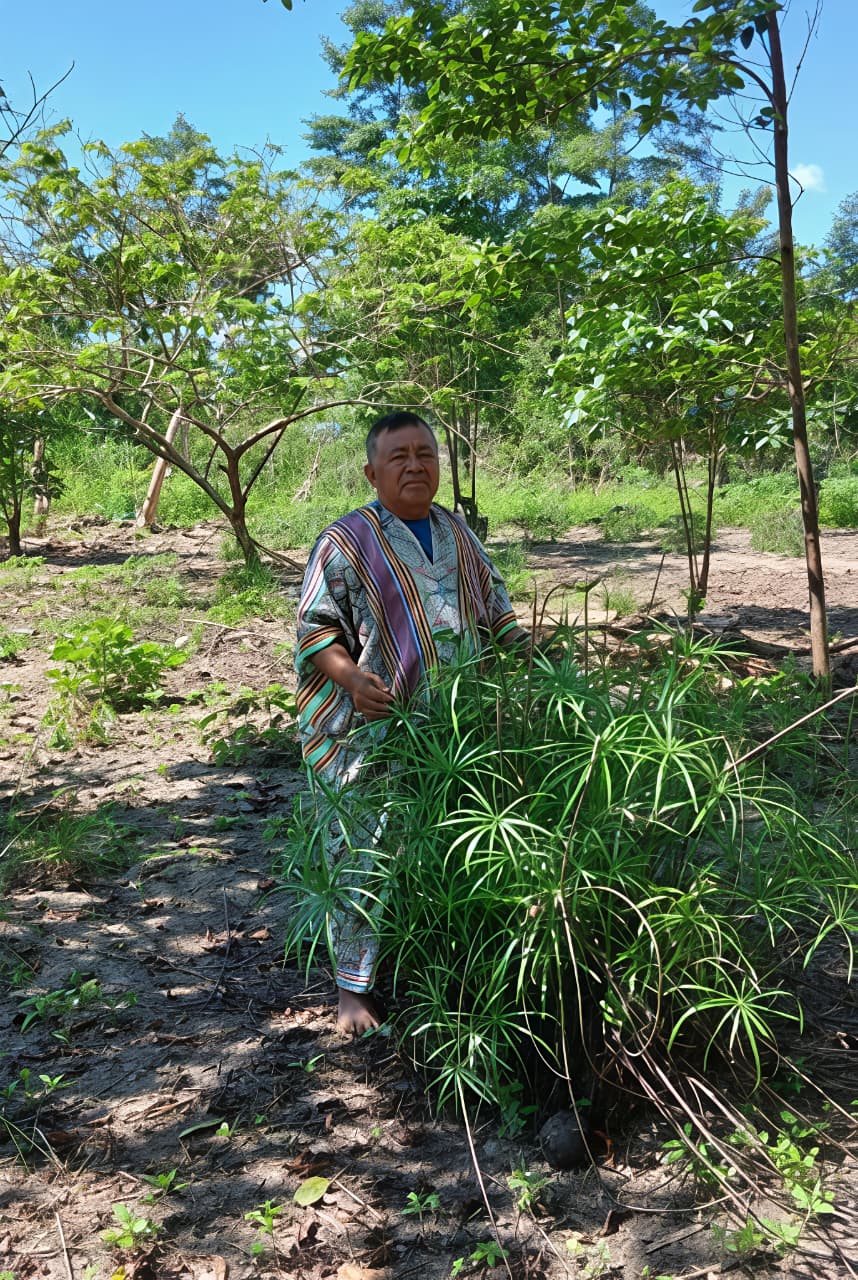 Maestro Mostrando Planta